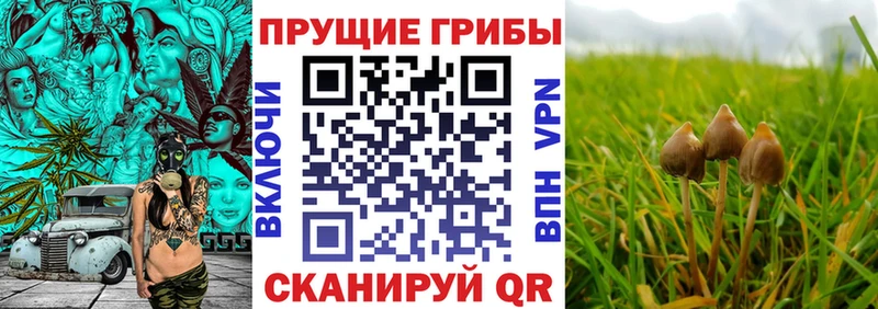 где найти наркотики  Кировск  Галлюциногенные грибы мицелий 